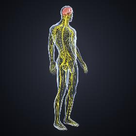 Brain with Nervous system 3D model